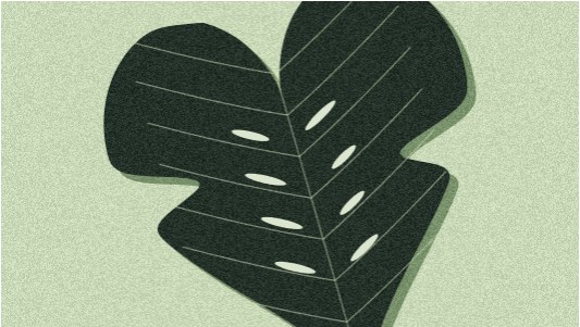 The illustration of a monstera on its plant card